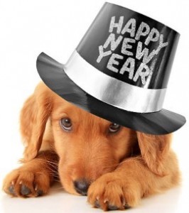 a cute new year dog